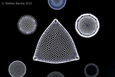Arranged Oamaru diatom slide created by Stefano Barone.jpg