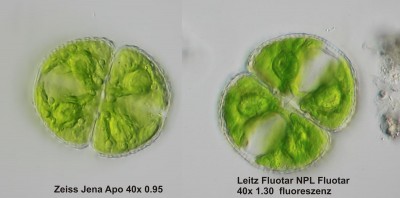 Cosmarium-Jena-Leitz.jpg