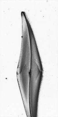 I risultati migliori li ho ottenuti sulla Pleurosigma angulatum, la diatomea n°6 del vetrino di Kemp. Scattata in monocromatico, contrasto un po' migliorato con ps e &quot;invertita&quot;.