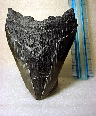 Megalodon_2_p.JPG