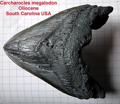 Megalodon_p.JPG