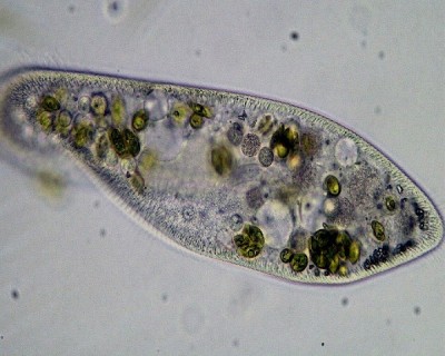 Paramecium nut nn11m_hf.jpg