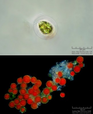 Haematococcus.jpg