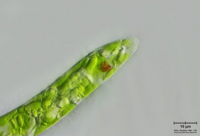 Euglena 100x 12.jpg