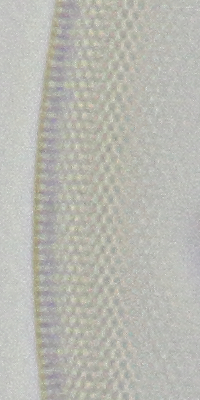 Crop della sesta diatomea di kemp, non compresso