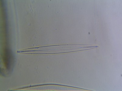 diatom1.jpg