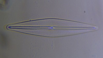 diatom2.jpg