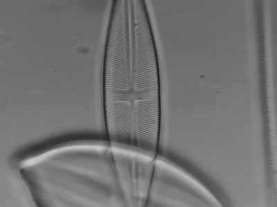 diatom3.jpg