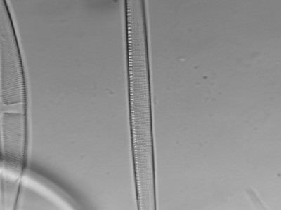 diatom4.jpg