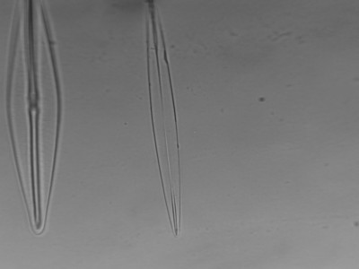 diatom5.jpg