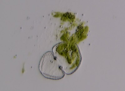 alg.jpg