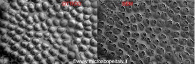 ottico vs SEM ca 2000