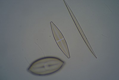 diatom.jpg