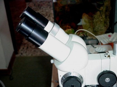 Stereo microscopio con ingrandimenti NON parfocali.