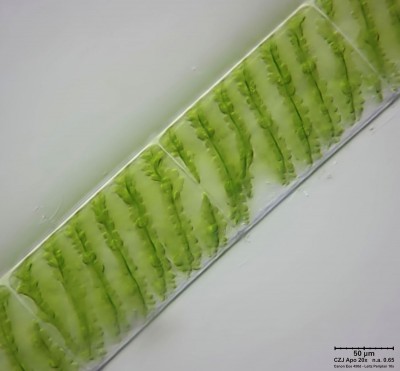 Spirogyra20xLR.jpg