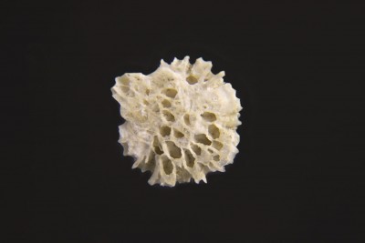 lichenoporaNeo6.3xLR.jpg