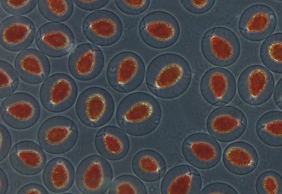 Haematococcus 400 cdf 01.jpg