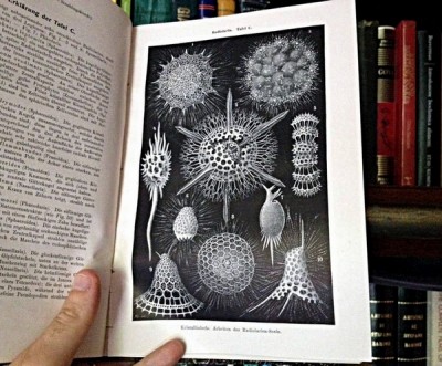 Haeckel.jpg