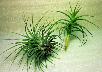 Due piante di tillandsia, notare l'assenza di apparato radicale.