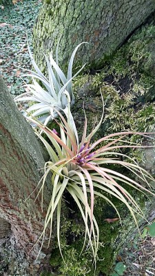 Nella intersezione di un albero di Giuda.