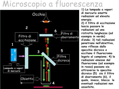 tecniche-e-microscopi-17-728.jpg