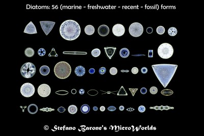 56 diatom forms dark field Stefano Barone rid.jpg