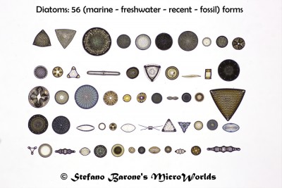 56 diatom forms Stefano Barone rid.jpg