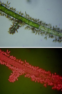 Una moltitudine di diatomee attaccate ad uno stelo di alga Cladophora, in luce bianca ed in luce blu 465 nm