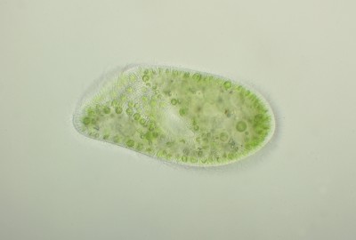 Paramecium bursaria, obiettivo leitz 100x FL