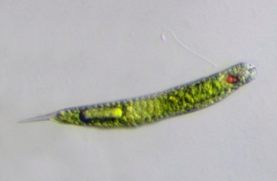 Eglena Oxyurispp.jpg