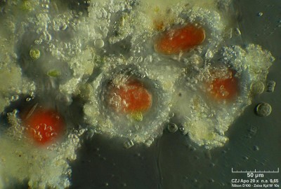 Euglena 20x.jpg