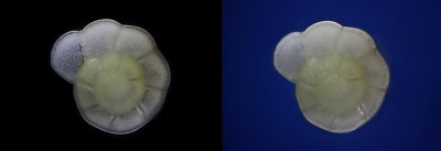 foram3-4.jpg