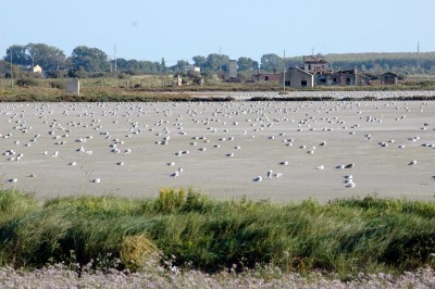 Saline: a ciascuno il suo.