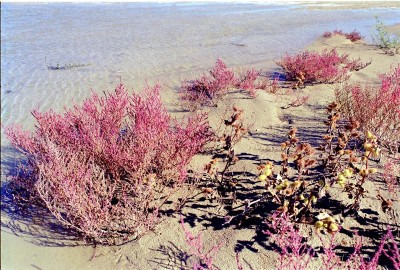 La salicornia (asparogo di mare) in autunno.