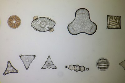 Diatomee Oamaru, neofluar 16x