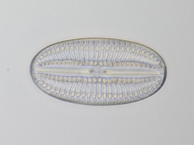 Diatomea Saint Laurent12, zeiss planapo 40x a.n.1