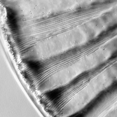 Nona diatomea vetrino test n.1 &quot;diatomshop&quot;