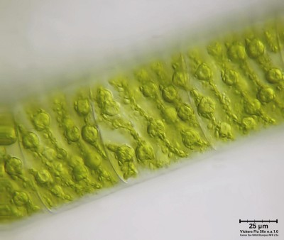 Spirogyra15-04-19LR.jpg