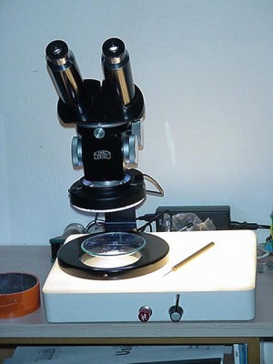 Operazioni di cernita alla stereo microscopio con basso ingrandimento.