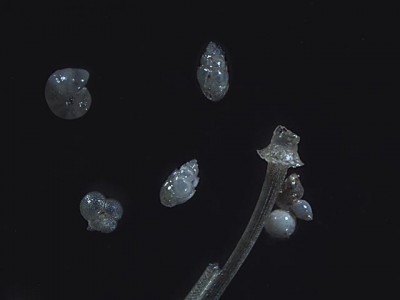 Avete presente i cristalli della Swarovski ?<br />Questi erano sepolti sotto terra da milioni di anni.