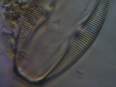 diatom2017bdc1.jpg