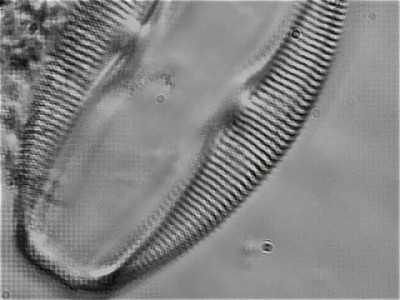 diatom2017bdc2.jpg