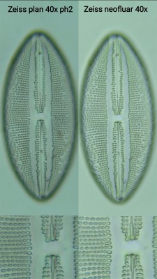 Navicula lira