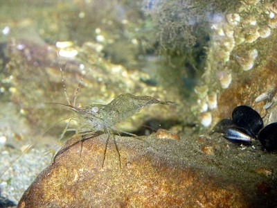 Un gamberetto in cerca di qualcosa da mettere sotto i denti