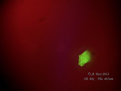 La fluorescenza fa immediatamente risaltare un cristallo di calcite (giallo-verde) sul rosso omogeneo del rubino.