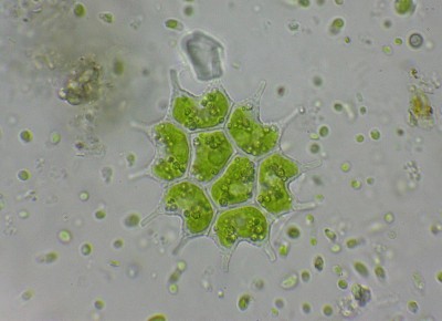 Pediastrum 100x.JPG