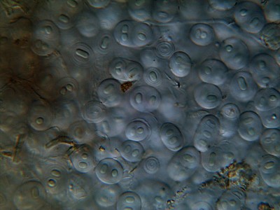 Alghe della specie Gloeocapsa immerse in capsule di mucillagine.