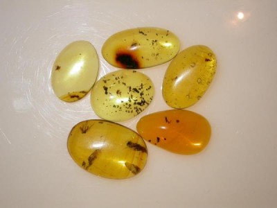 Cabochon di ambra fossile (Rep. Dominicana) con varie inclusioni organiche.