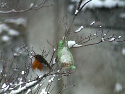 Pettirosso neve.jpg