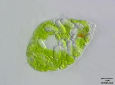 Euglena 100x_6748.JPG